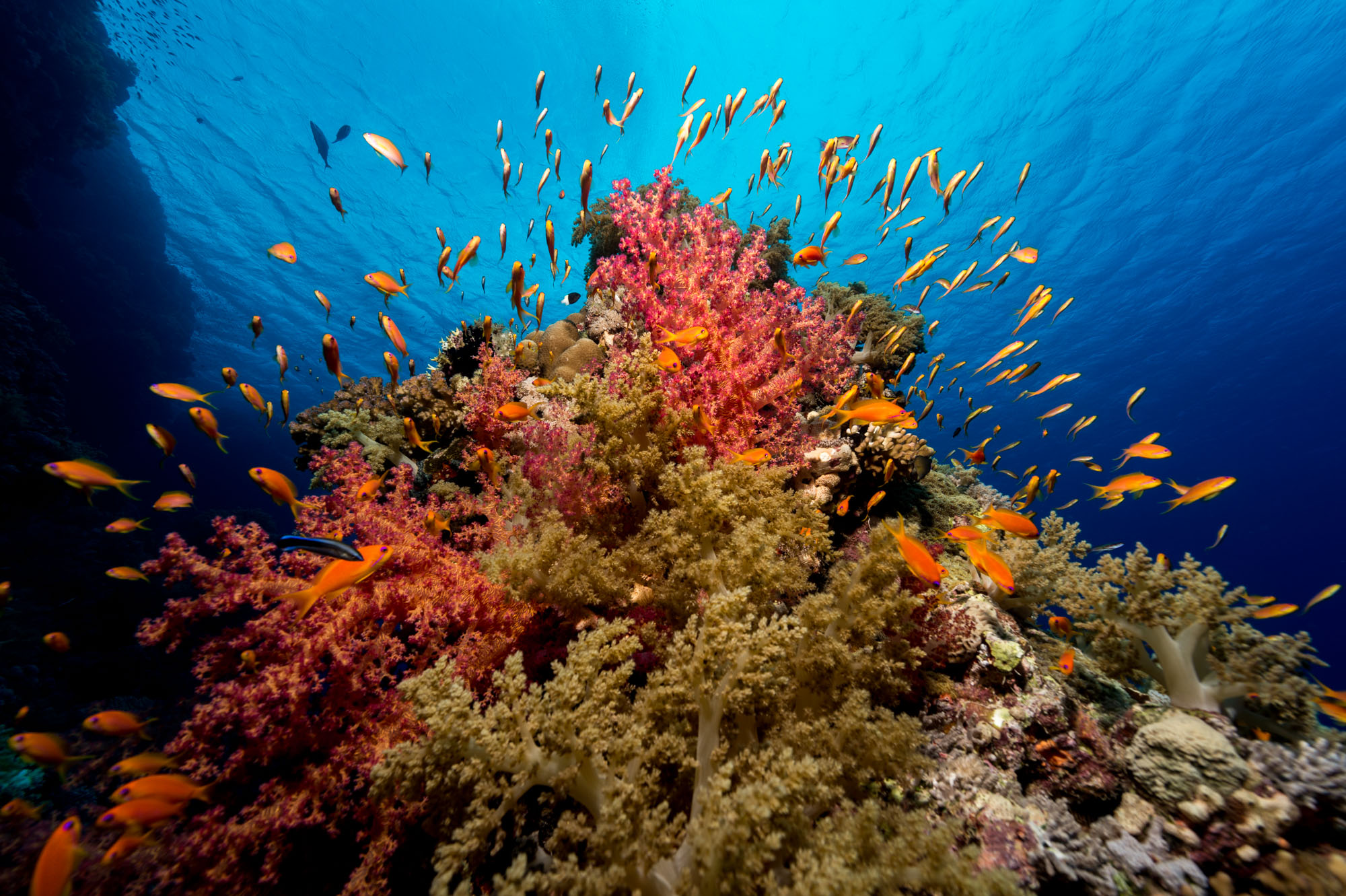 underwater photography marc stickler egypt