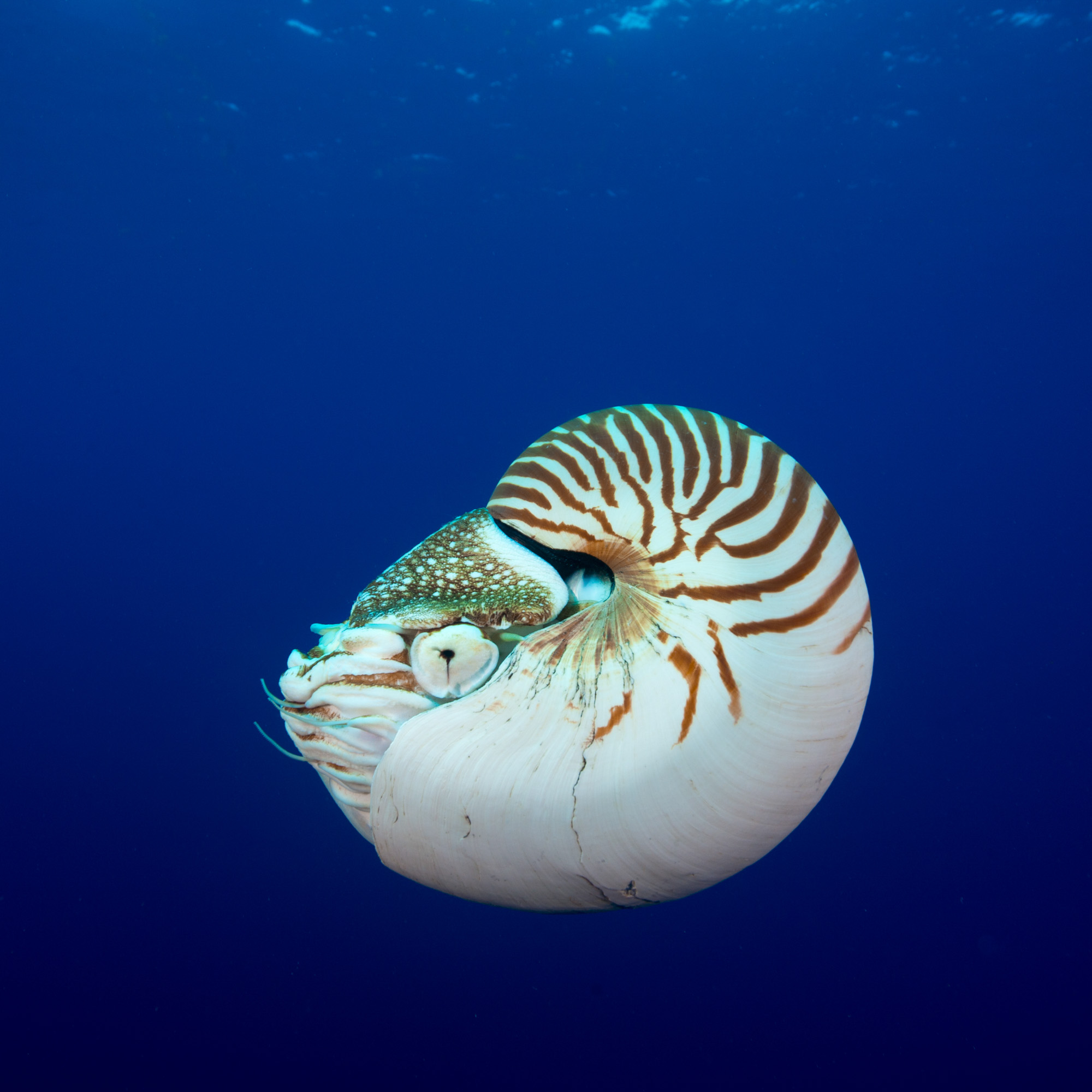 Underwater Photography Seacam Marc Stickler Palau