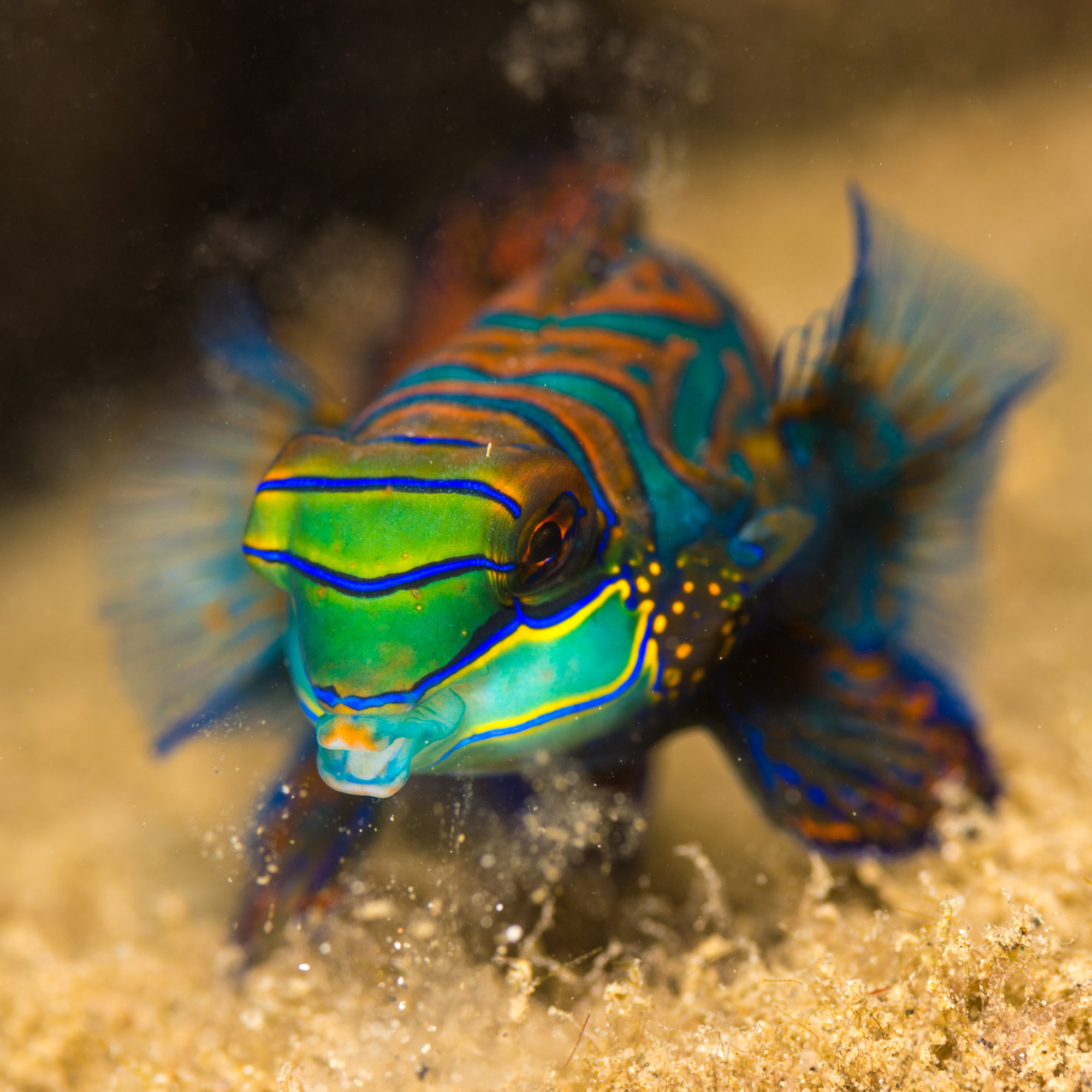 Underwater Photography Seacam Marc Stickler Palau