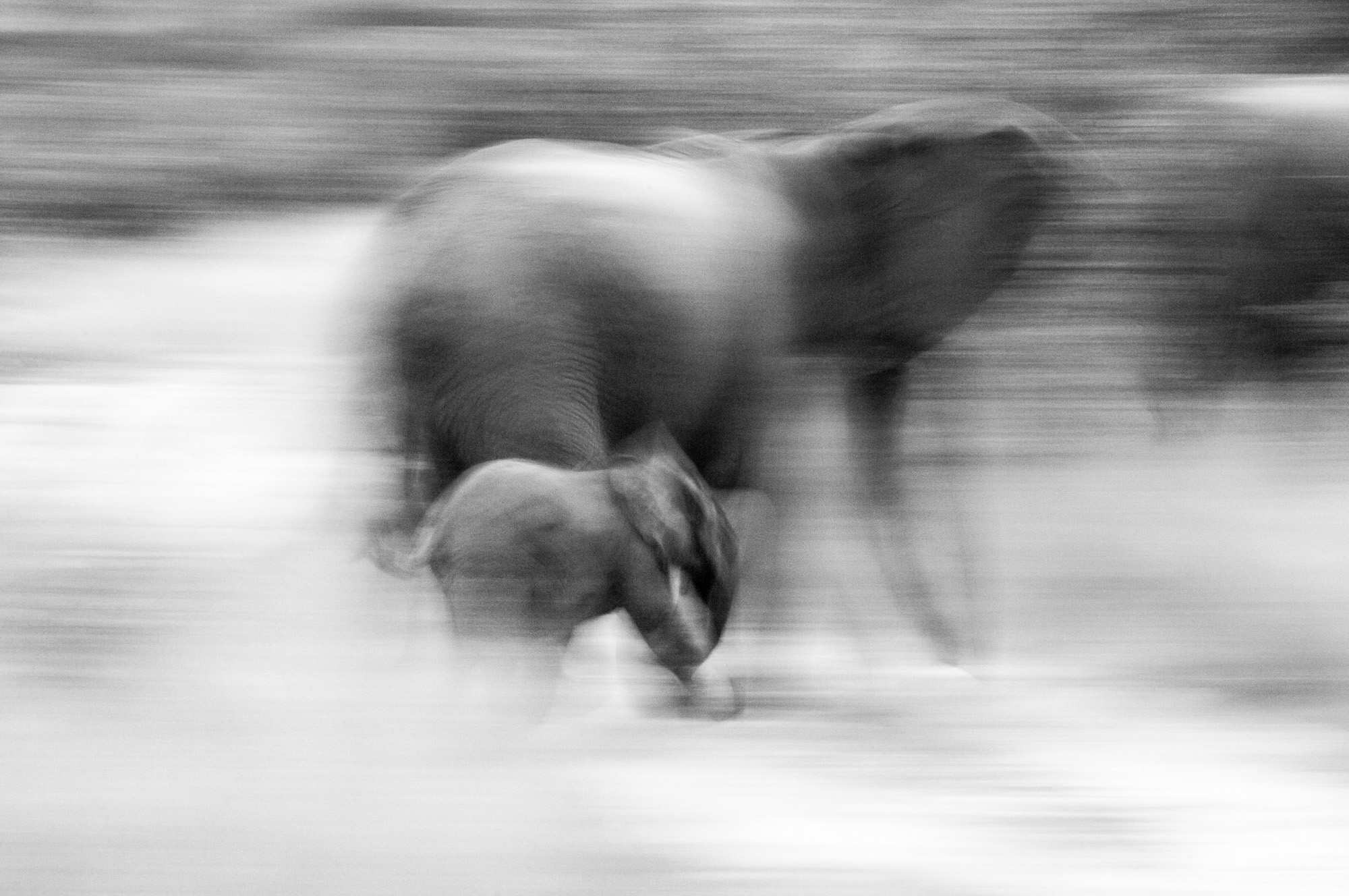 Wildlife Elephants Botswana Savuti Photography Marc Stickler