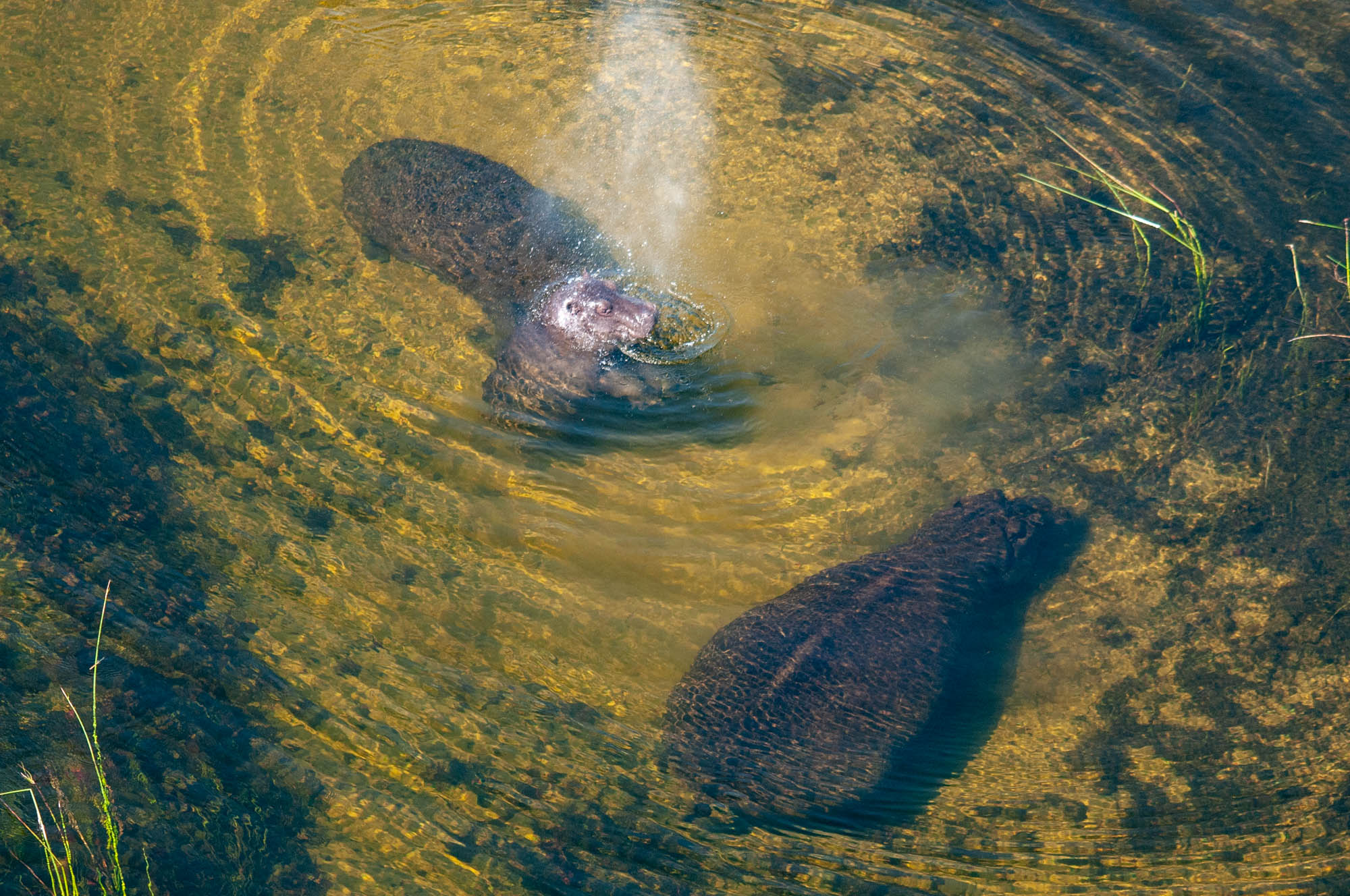 Marc Stickler Wildlife Okavango Delta Botswana