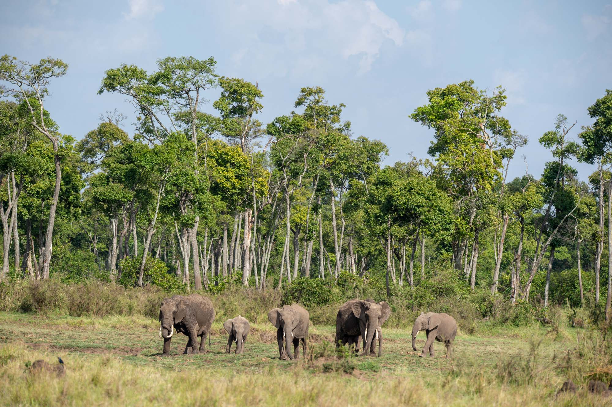 Wildlife Maasai Mara Kenya Photography Marc Stickler 