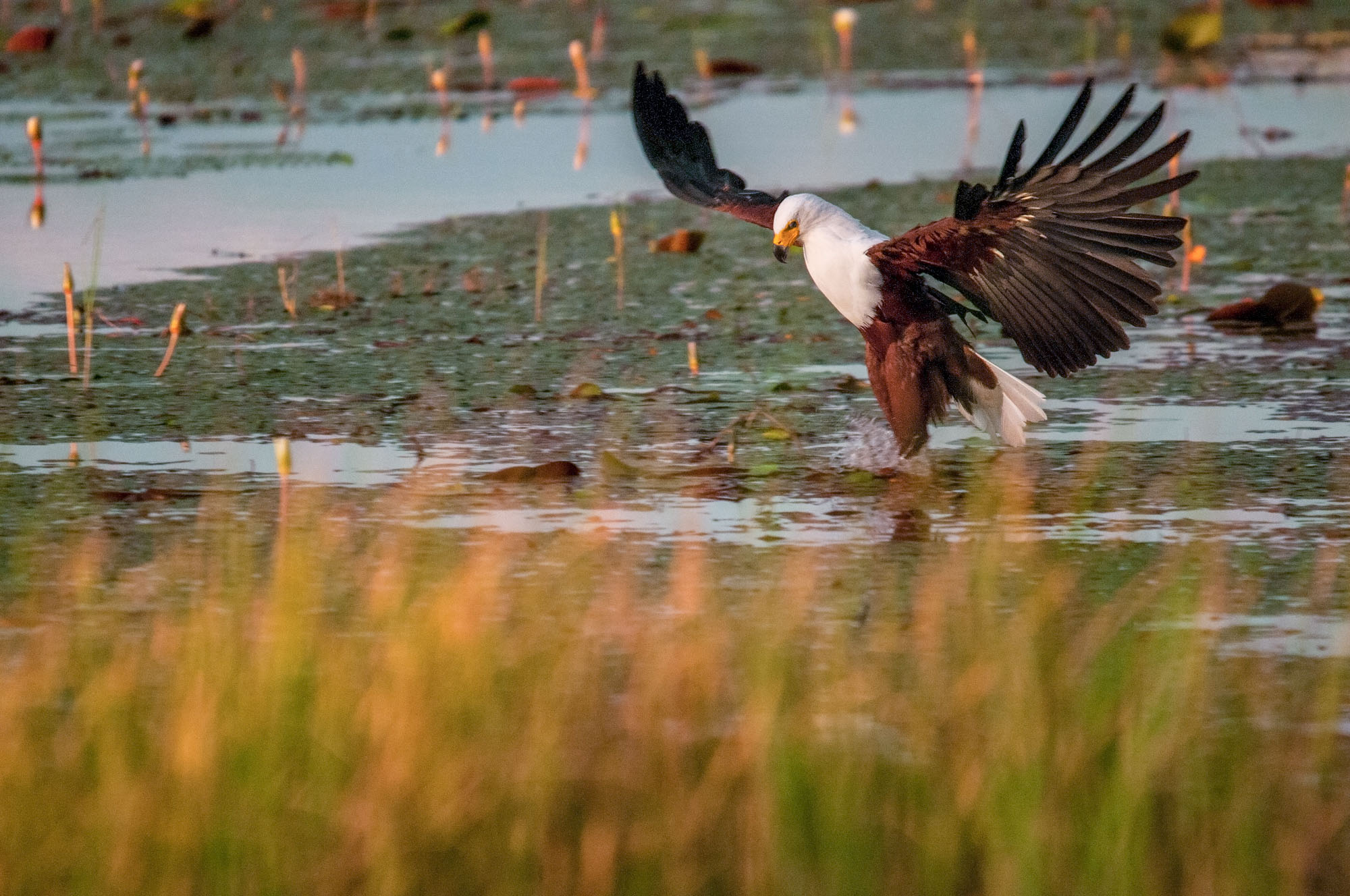 Wildlife Fish Eagle Botswana Photography Marc Stickler