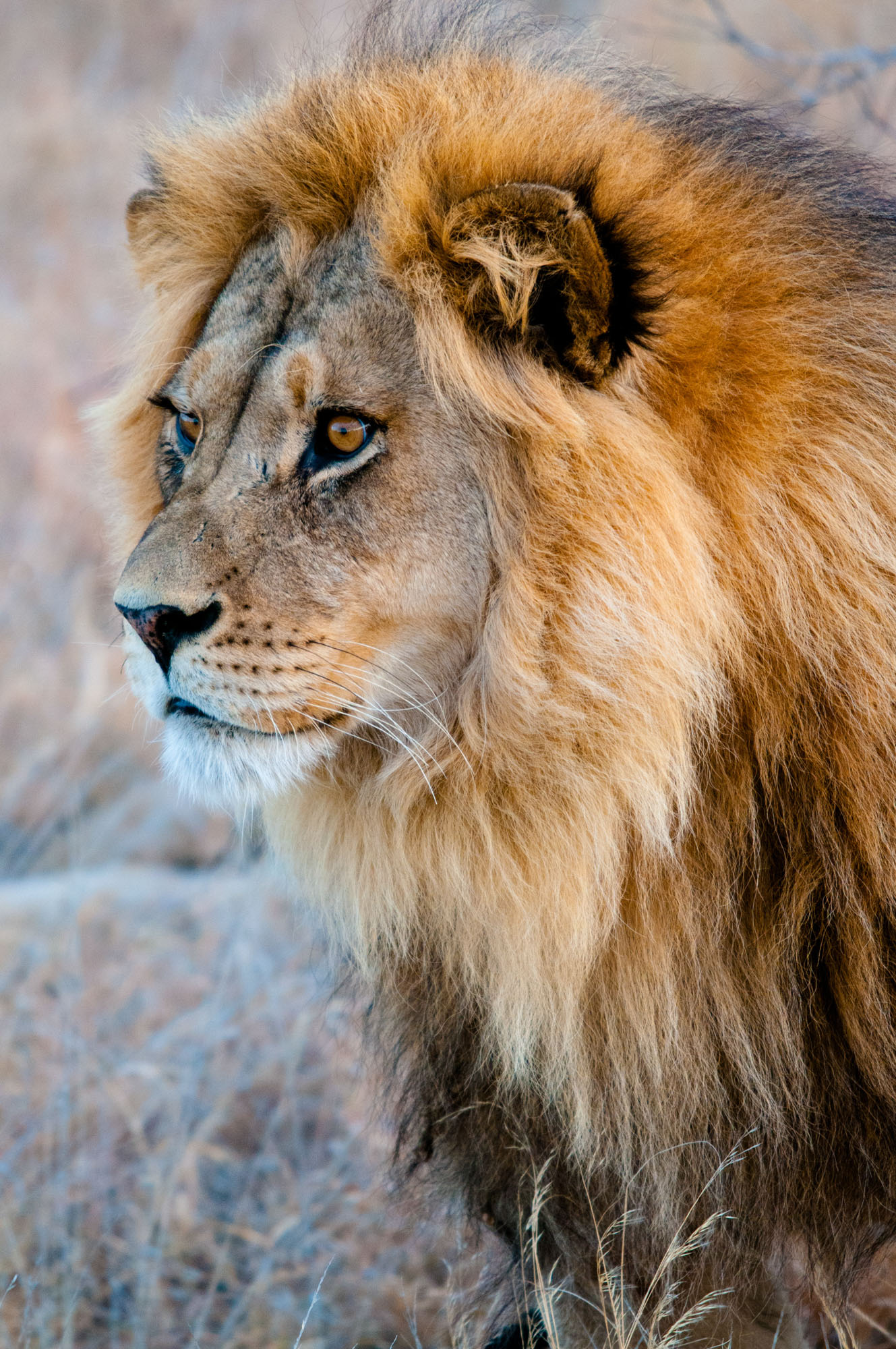 lion kalahari botswana photography marc stickler