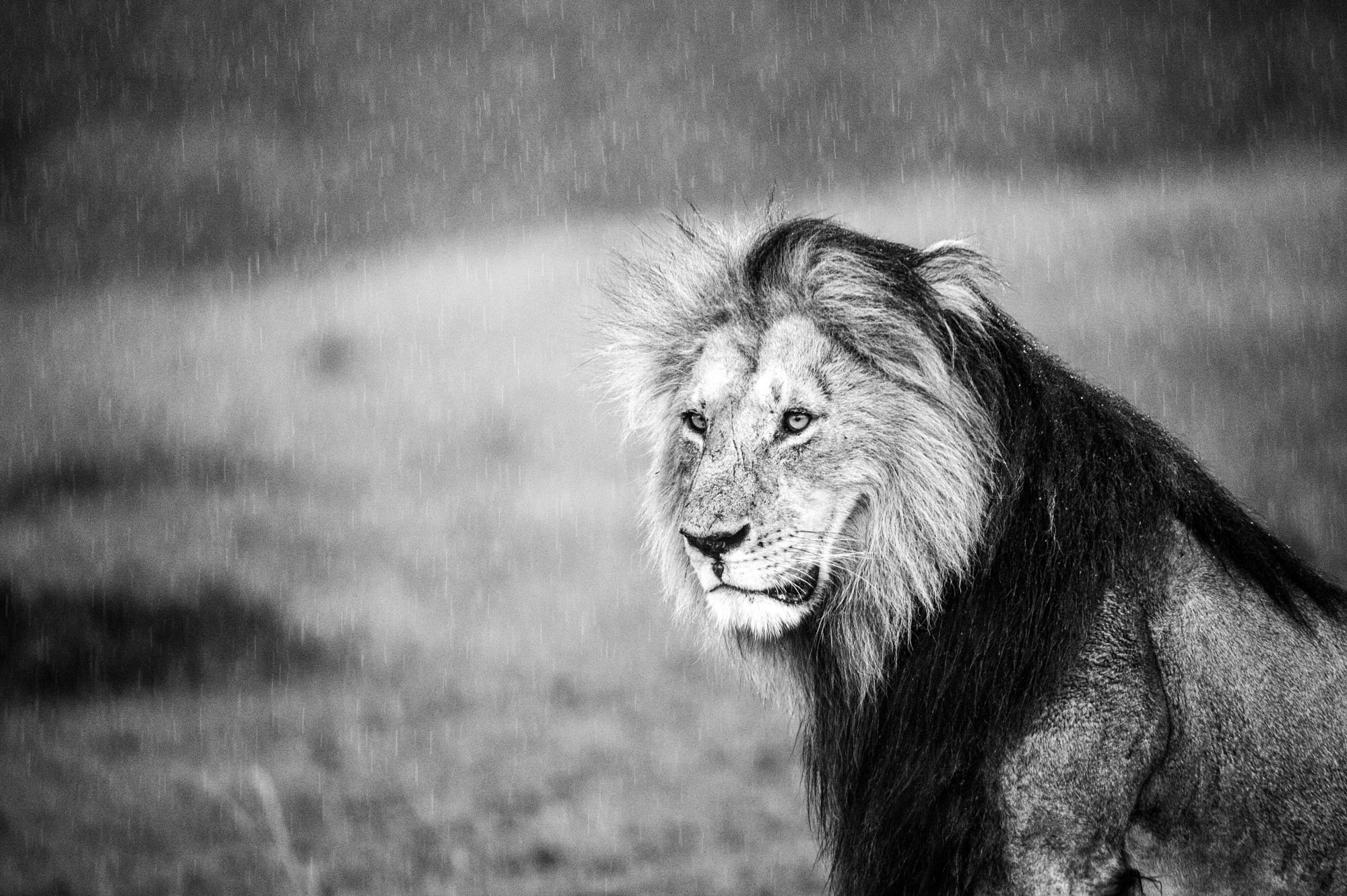 Wildlife