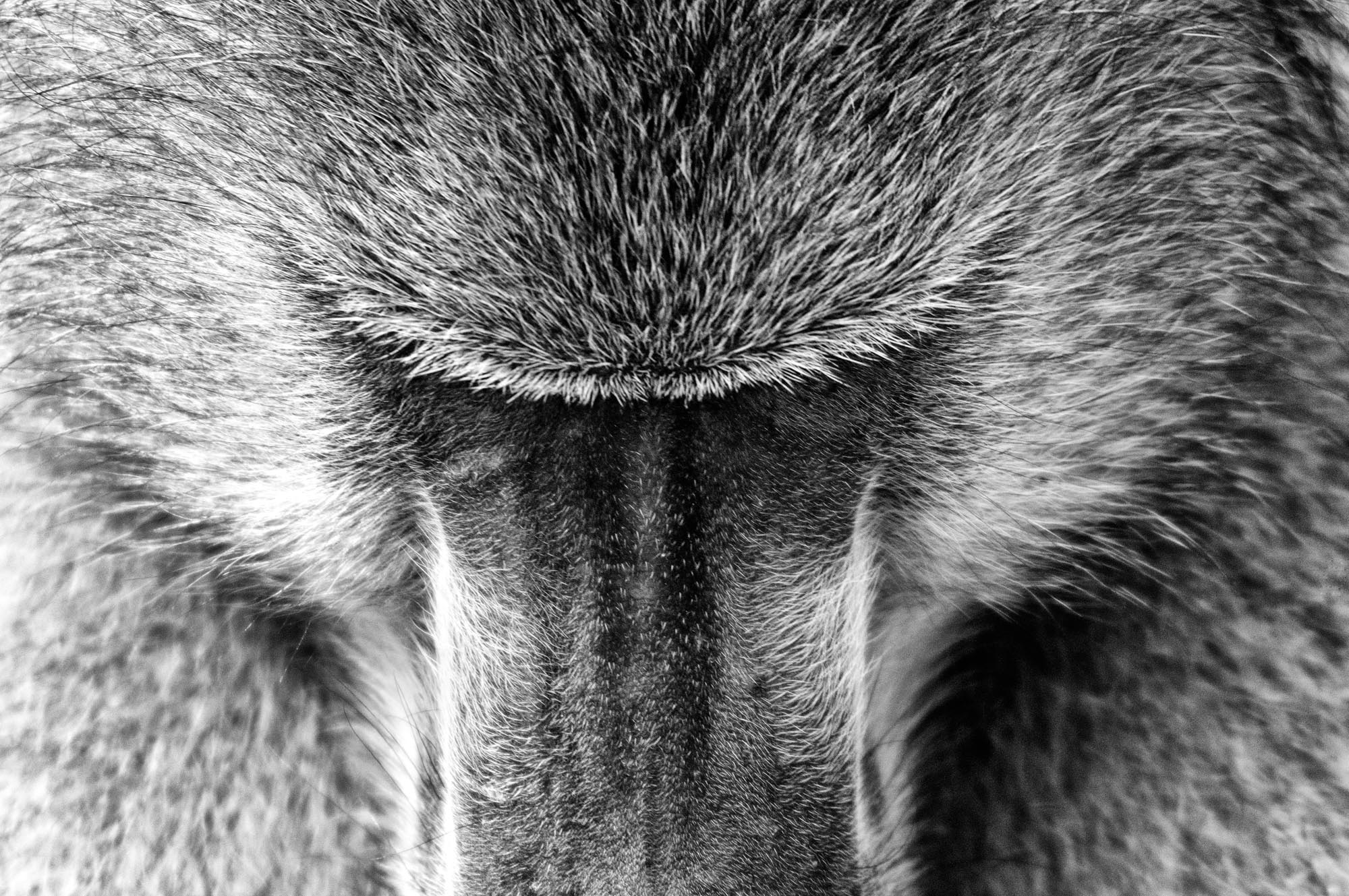 Marc Stickler Wildlife Okavango Delta Botswana