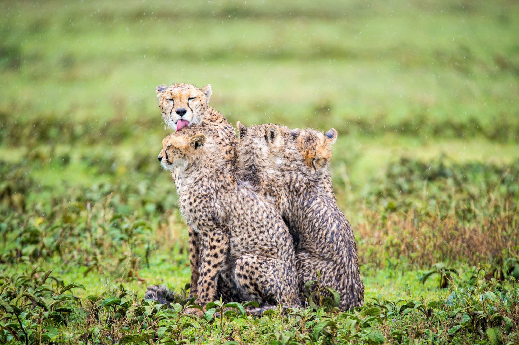 Marc Stickler Wildlife Tansania Serengeti