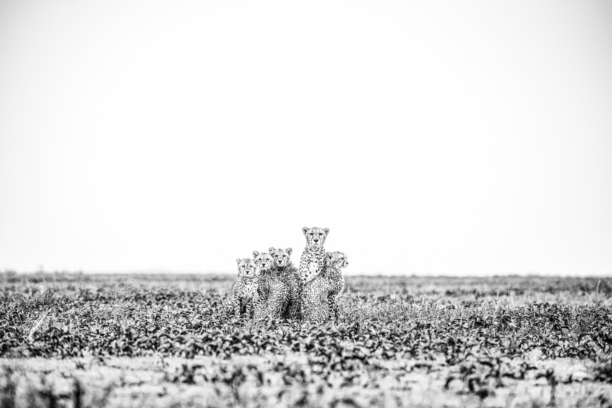Wildlife Tansania Serengeti Photography Marc Stickler 