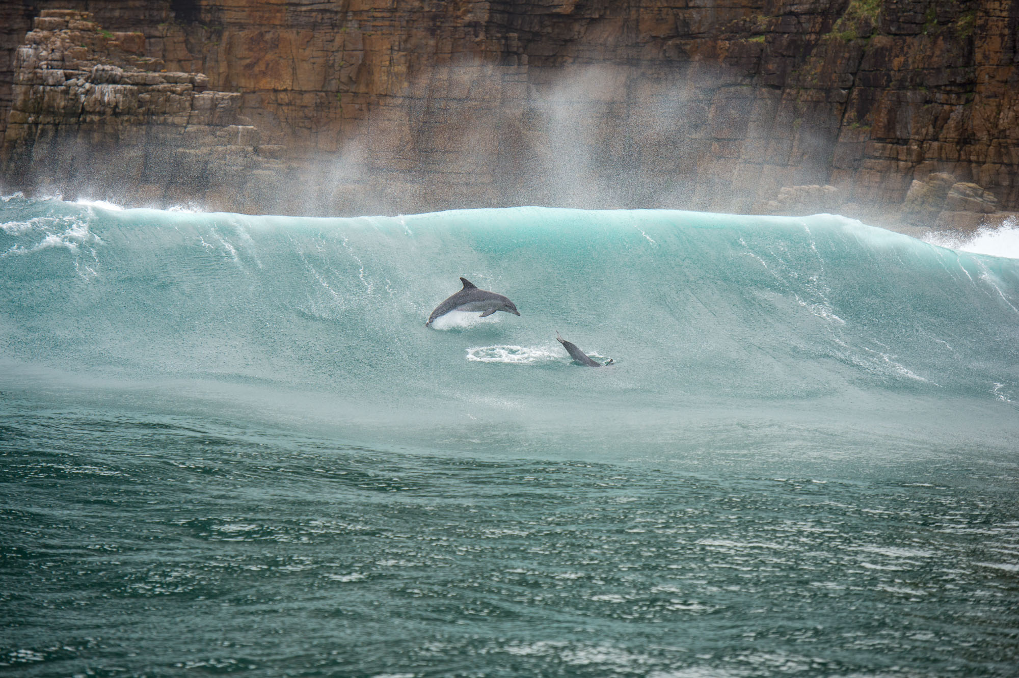 Dolphines South Africa Sardine Run Wildlife Photography