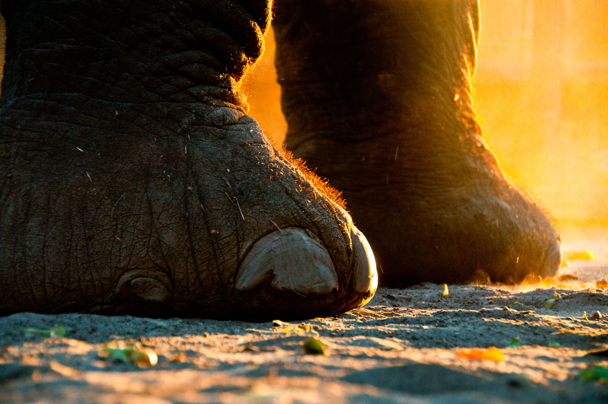 Marc Stickler Wildlife Okavango Delta Botswana