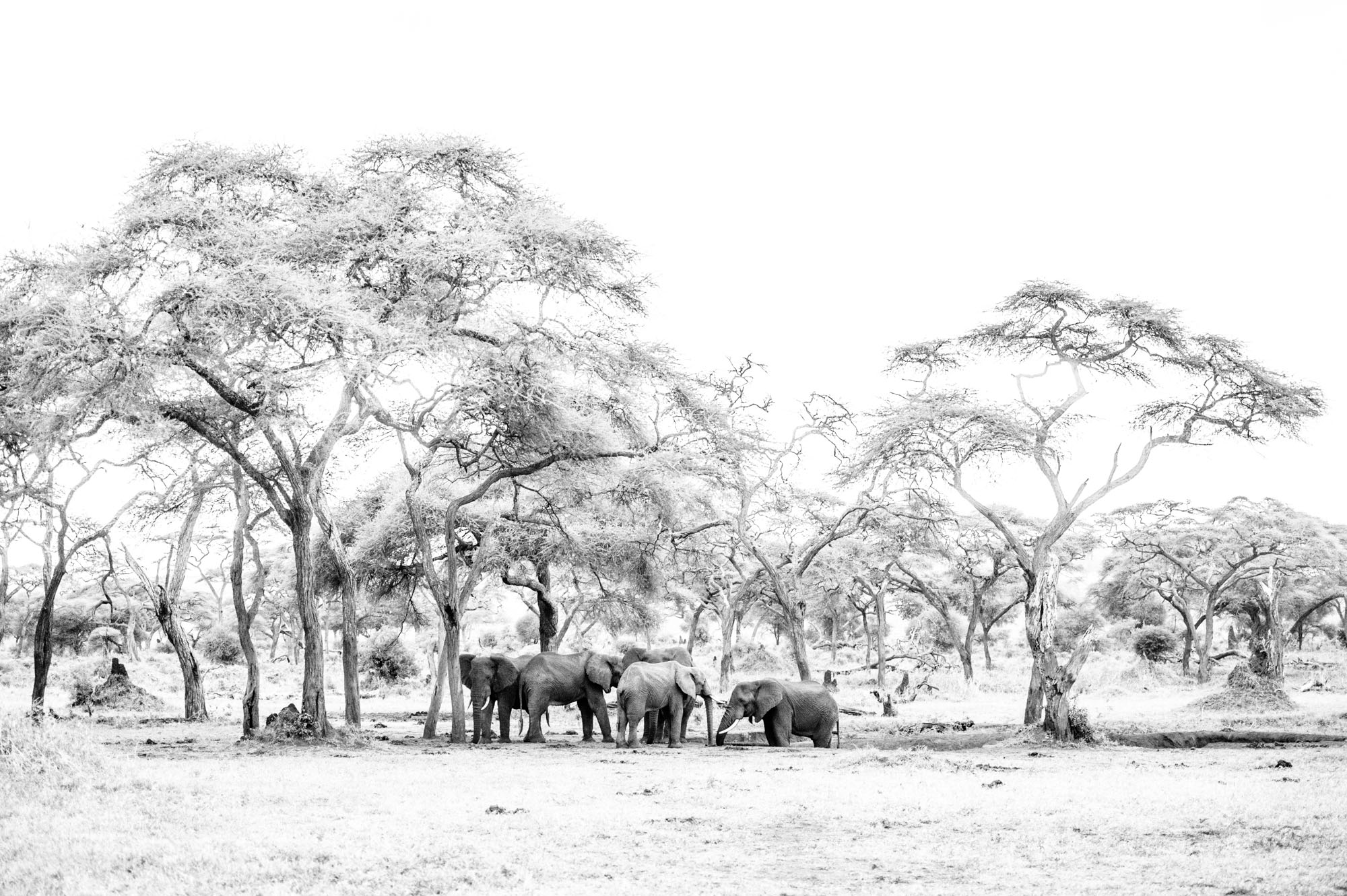 Wildlife Tansania Serengeti Photography Marc Stickler 