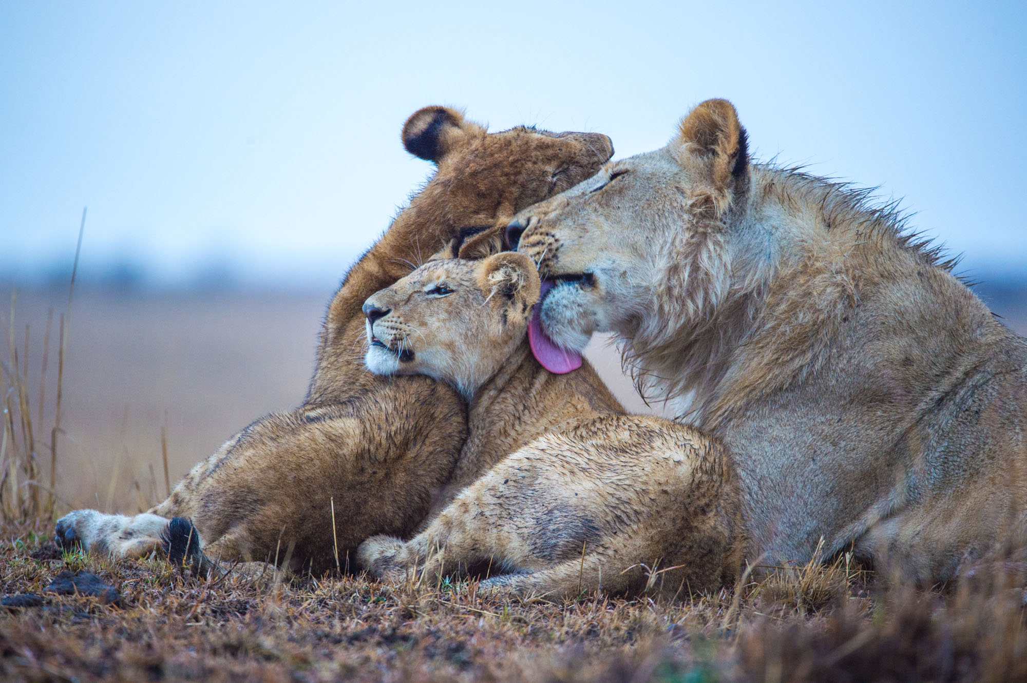 Wildlife Maasai Mara Kenya Photography Marc Stickler 