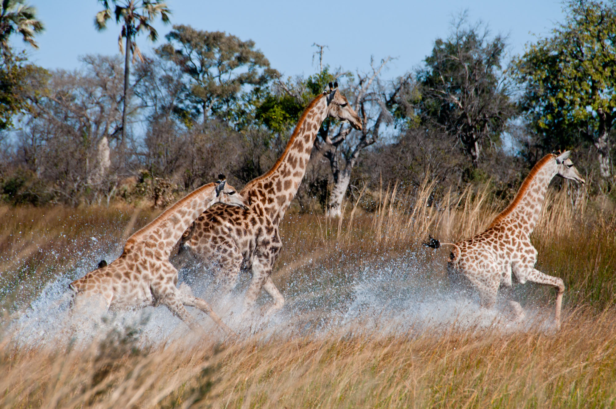 Marc Stickler Wildlife Okavango Delta Botswana