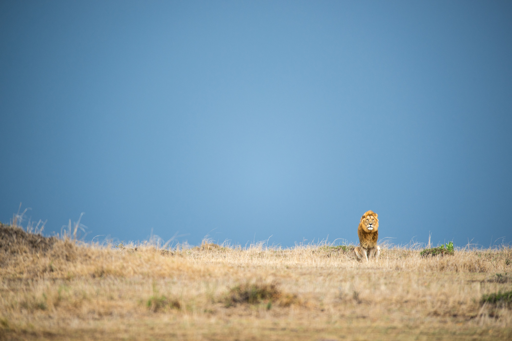 Wildlife Maasai Mara Kenya Photography Marc Stickler 