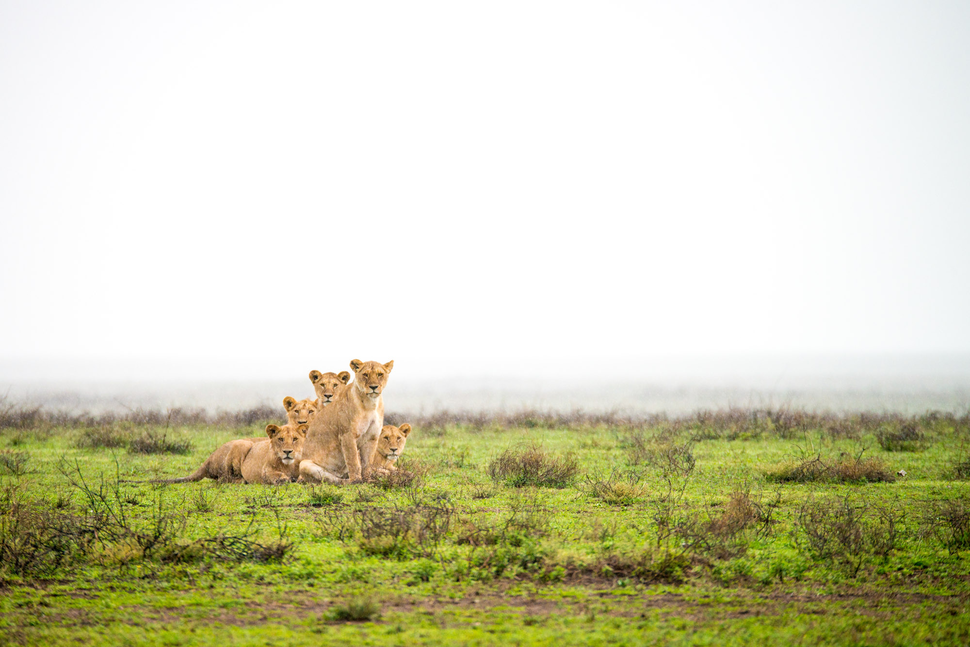 Wildlife Tansania Serengeti Photography Marc Stickler 