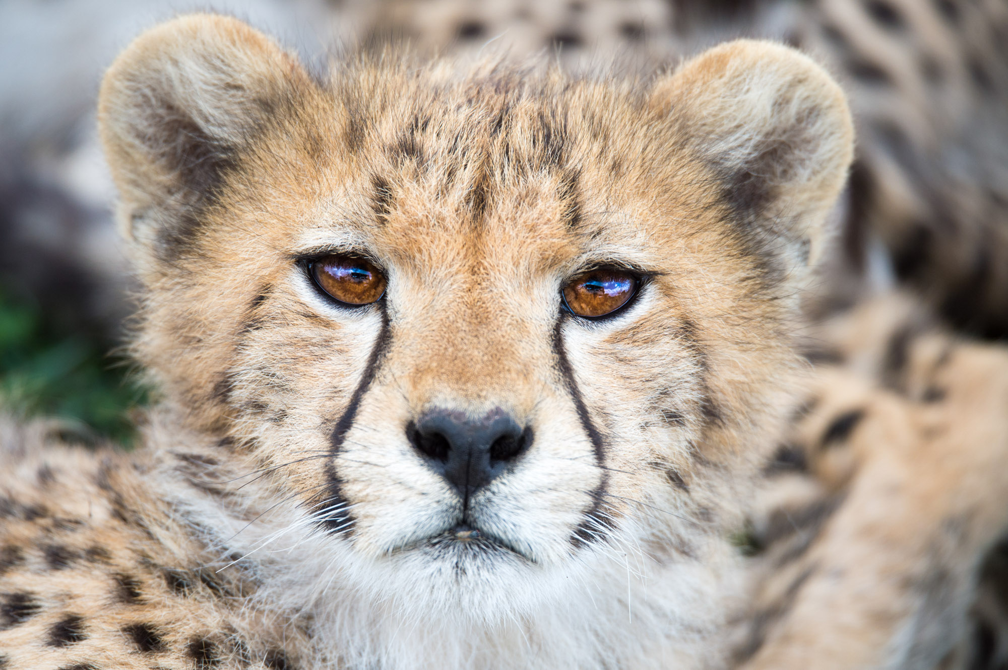 Wildlife Tansania Serengeti Photography Marc Stickler 