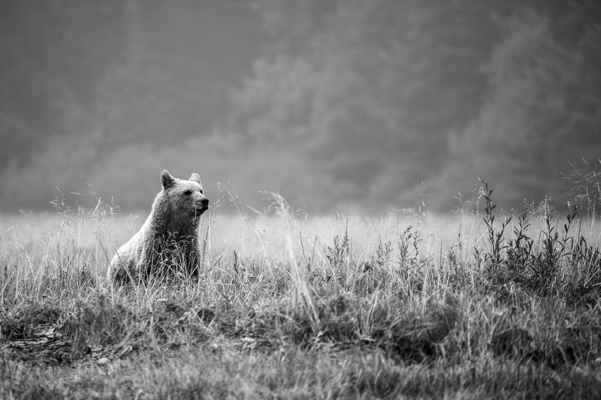 Photosafari Canada Grizzly Marc Stickler