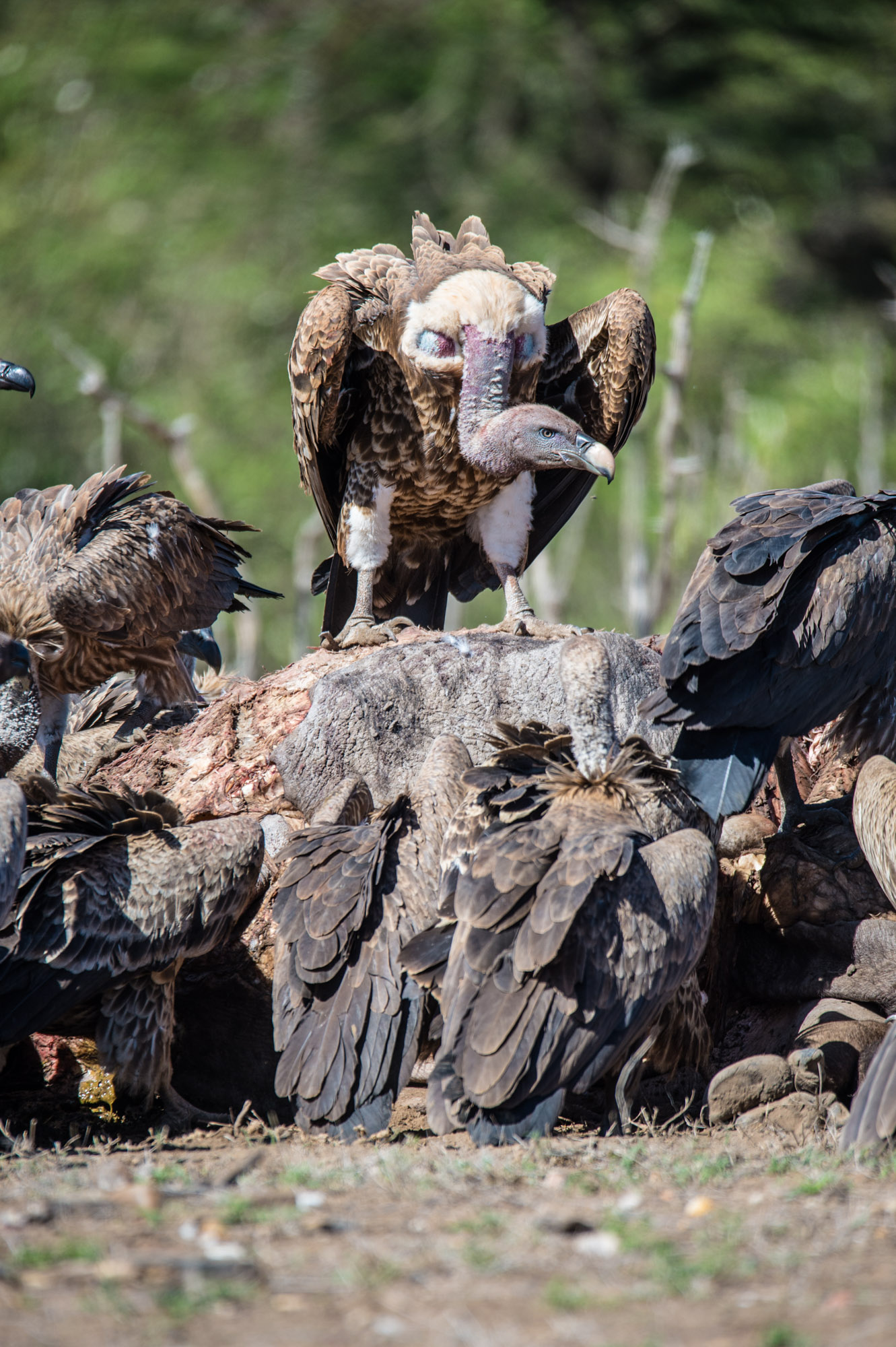 Wildlife Maasai Mara Kenya Photography Marc Stickler 